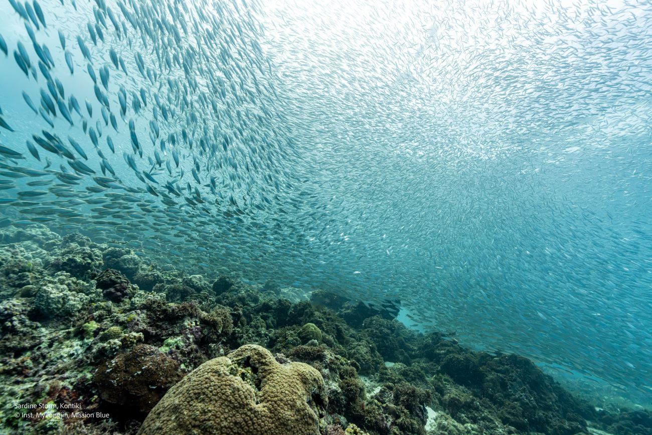 Sardine Storm, Kontiki