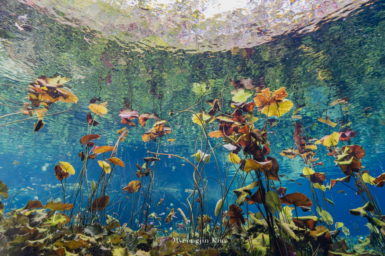 Le Jardin de Monet, Cenote Nicte Ha