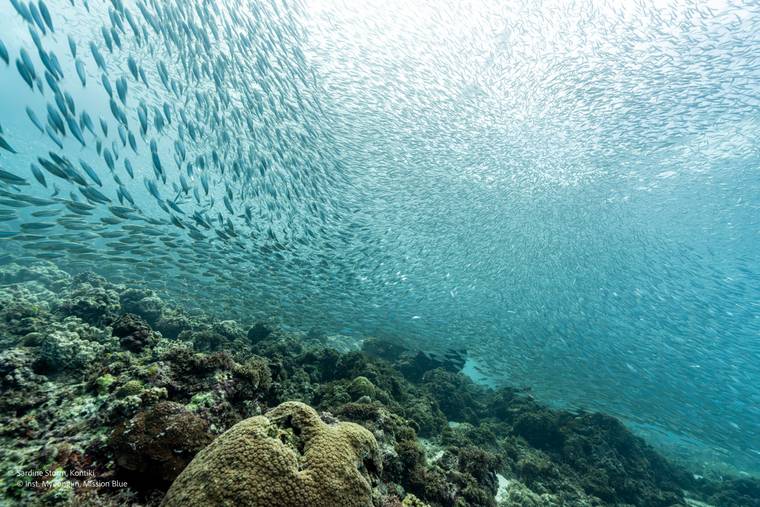 Sardine Storm