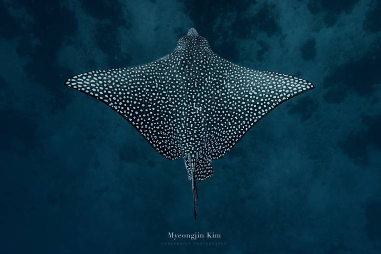 Eagle Ray
